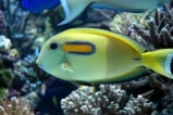 Хирург оливковый ювенильный. Acanthurus olivaceus. Размер S     >>>