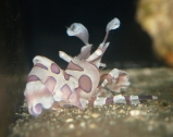 Креветка арлекин. Hymenocera picta. Размер S.     >>>