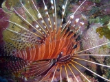 Крылатка антенна. Pterois antennata
