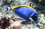Хирург синий белогрудый. Acanthurus leucosternon. Размер S     >>>
