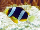 Клоун Кларки разводной. Amphiprion Clarkii. Размер S