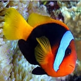Клоун томатный чёрный. Amphiprion melanopus. Размер М