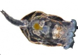 Зоопланктон Зоо S. Размер  0,1 - 0,8 мм.  500 мл.     >>>