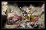 Креветка анемоновая секси. Thor amboinensis Sexy Anemone Shrimp. Размер S
