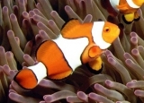 Клоун Перкула. Amphiprion percula. Размер M     >>>