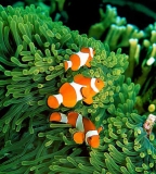 Рыба клоун. Amphiprion ocellaris. Размер M     >>>