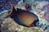 Хирург шоколадный. Acanthurus pyroferus. Размер L     >>>