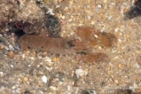 Креветка-щелкун альфеус. Alpheus sp. Размер М.     >>>