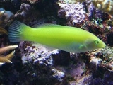 Тамарин зелёный. Halichoeres chloropterus. Размер М     >>>