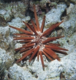 Морской ёж красный грифельный. Heterocentrotus sp. Размер M     >>>