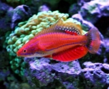 Губан-парахейлин огненная вспышка. Paracheilinus filamentosus. Размер М.     >>>