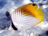 Бабочка Аурига. Chaetodon auriga. Размер М.     >>>