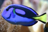 Хирург королевский голубой. Paracanthus hepatus. Размер 15 см.     >>>