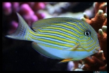 Хирург-клоун, хирург полосатый. Acanthurus lineatus. Размер SM     >>>