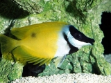 Рыба-лиса жёлтая. Siganus vulpinus. Размер L