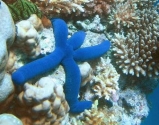 Морская звезда синяя. Linckia leavigata. Размер L