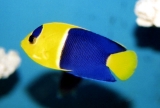 Центропиг двухцветный. Centropyge bicolor. Размер S.     >>>