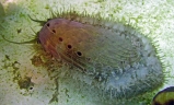 Морское ушко Галиотис. Haliotis asinina. Размер М.