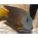 Хирург-ктенохет бинотатус. Ctenochaetus binotatus