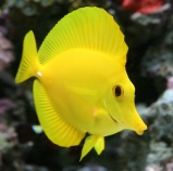 Зебрасома жёлтая. Zebrasoma flavescens. Размер L