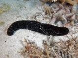Огурец морской черный. Cucumaria sp. Размер М.     >>>