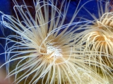 Цериантус. Трубчатый анемон. Cerianthus membranaceus.