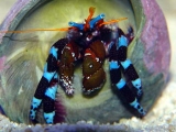 Рак-отшельник кальцинус голубоногий. Blue hermit crab. Сalcinus elegans. Размер L.     >>>