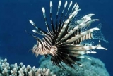 Крылатка полосатая. Pterois volitans. Размер S