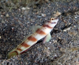 Бычок креветочный полосатый. Amblyeleotris diagonalis. Размер L.