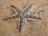 Морская звезда песочная. Archaster typicus. Размер М.     >>>