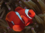 Клоун темно-бордовый. Premnas biaculeatus. Размер L.     >>>