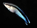 Губан-чистильщик. Labroides dimidiatus. Размер L.     >>>