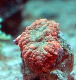 Родактис оранжевый. Rhodactis sp. WYSIWYG RD01