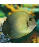 Хирург жемчужный. Acanthurus chronixis. Размер М