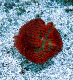 Родактис красный. Rhodactis Red WYSIWYG RD02