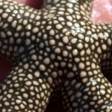 Морская звезда бородавчатая. Nardoa tuberculata. Размер ML.     >>>
