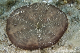 Морской еж Песчаный доллар. Clypeaster oshimensis