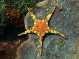 Морская звезда сдвоенная. Iconaster longimanus. Размер M.     >>>