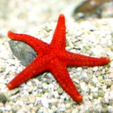 Морская звезда Фромия красная. Fromia Fromia milleporella. Размер М.     >>>