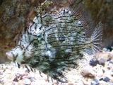 Спинорог тряпичный. Chaetodermis penicilligerus. Размер L