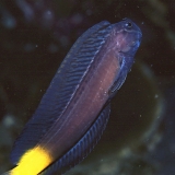 Собачка черная желтохвостая. Ecsenius namiyei. Размер М.     >>>