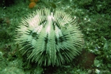 Морской ёж короткоиглый Тросчел. Pseudoboletia maculata. Размер L.     >>>