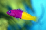 Псевдохромис королевский. Pseudochromis paccagnellae. Размер М.     >>>