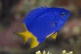 Хризиптера синяя желтохвостая. Рыба-девушка. Chrysiptera parasema. Размер М.     >>>