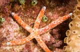 Морская звезда Линкия красноточечная. Linckia multiflora. Размер M