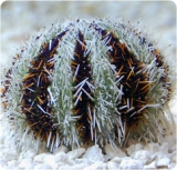 Морской ёж короткоиглый разноцветный. Tripneustes gratilla. Размер S.     >>>