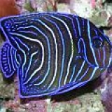 Ангел Полумесяца ювенильный. Pomachantus semicirculatus. Размер S     >>>